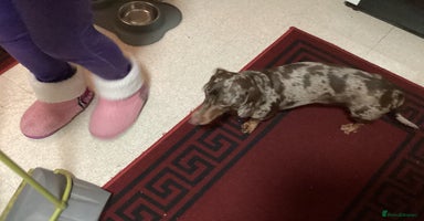 Dachshund dogs 🐶💛 Meet Clyde ! He needs a confident Loving Home - Advert 16