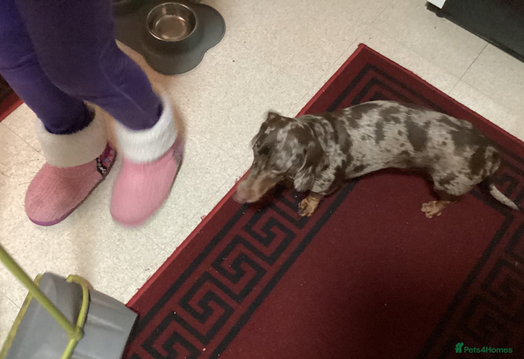 Dachshund dogs for adoption: 🐶💛 Meet Clyde ! He needs a confident Loving Home - Advert 3