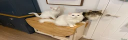 Mixed Breed cats for sale: 3 Bonded Brothers - Advert 1