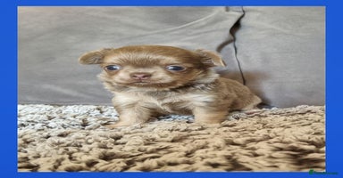 Chihuahua dogs - Advert 7