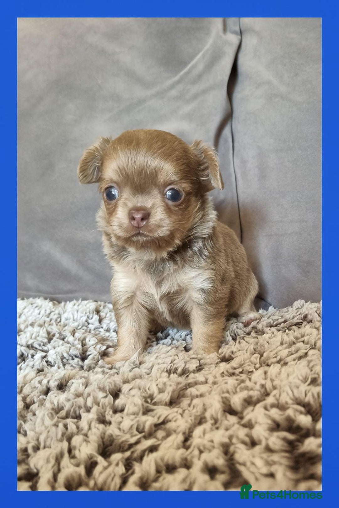 Chihuahua dogs for sale: Longhaired Chihuahua puppies  - Image 3