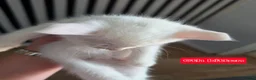 Mixed Breed cats for sale: 3 boys + 3 girls white kitten for sale - Advert 28