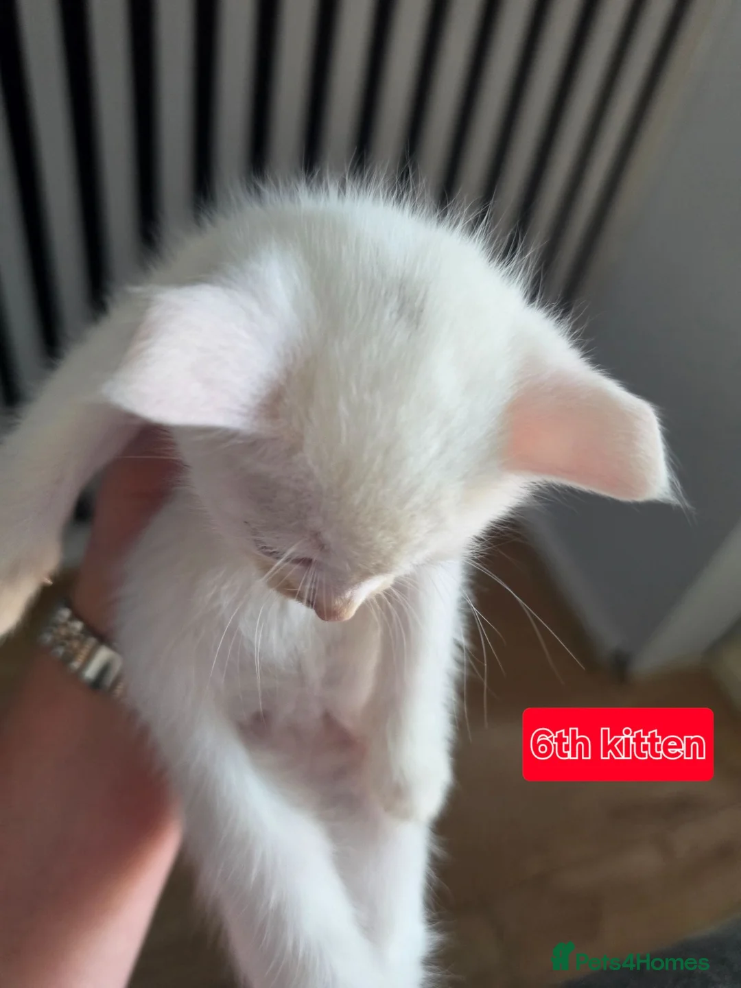Mixed Breed cats for sale: 3 boys + 3 girls white kitten for sale - Advert 28