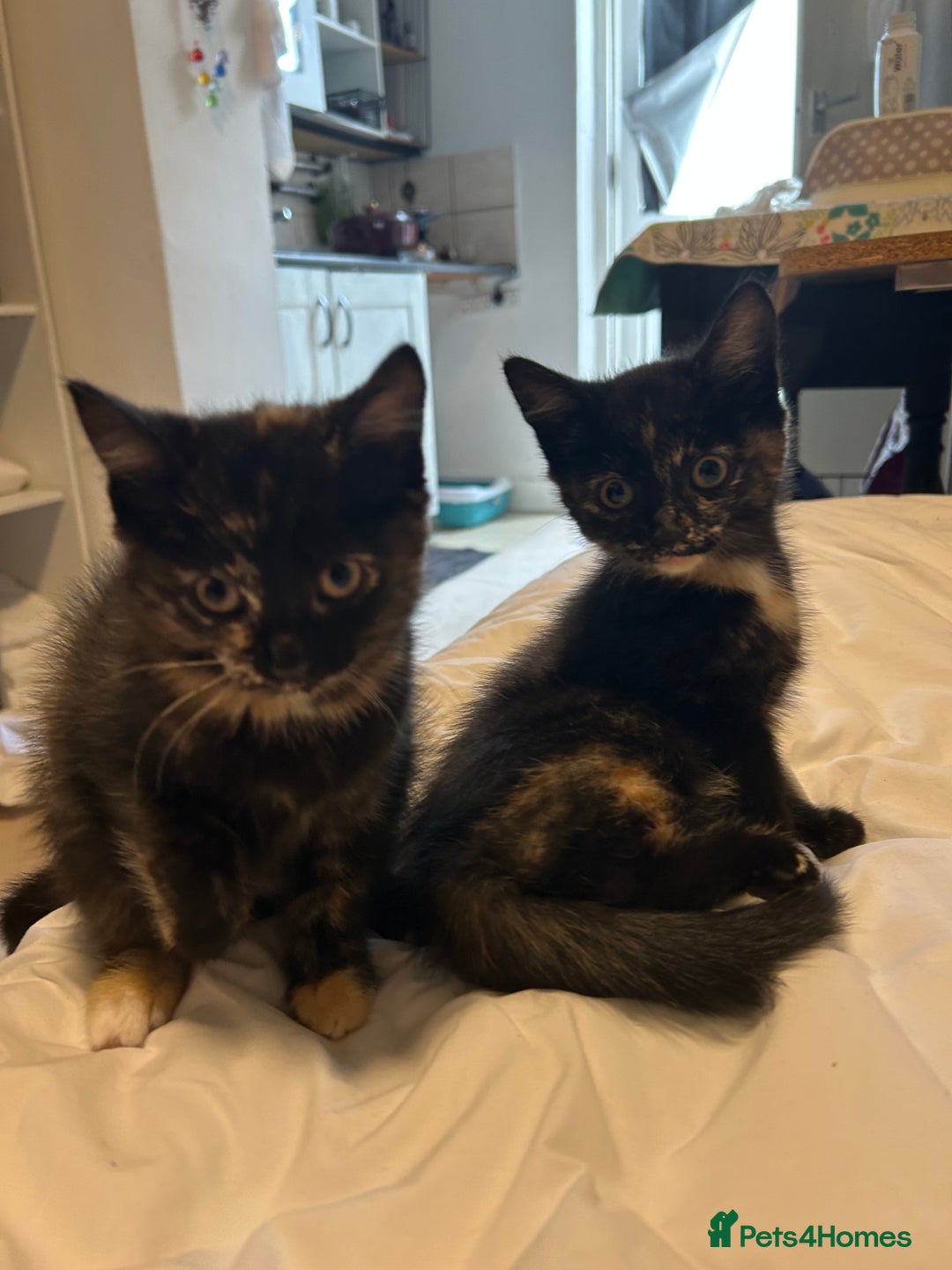 Mixed Breed cats for sale: Kittens looking for a home  - Image 6