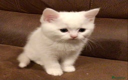 Persian cats for sale: 3 white half Persian kittens, ready soon - Image 11