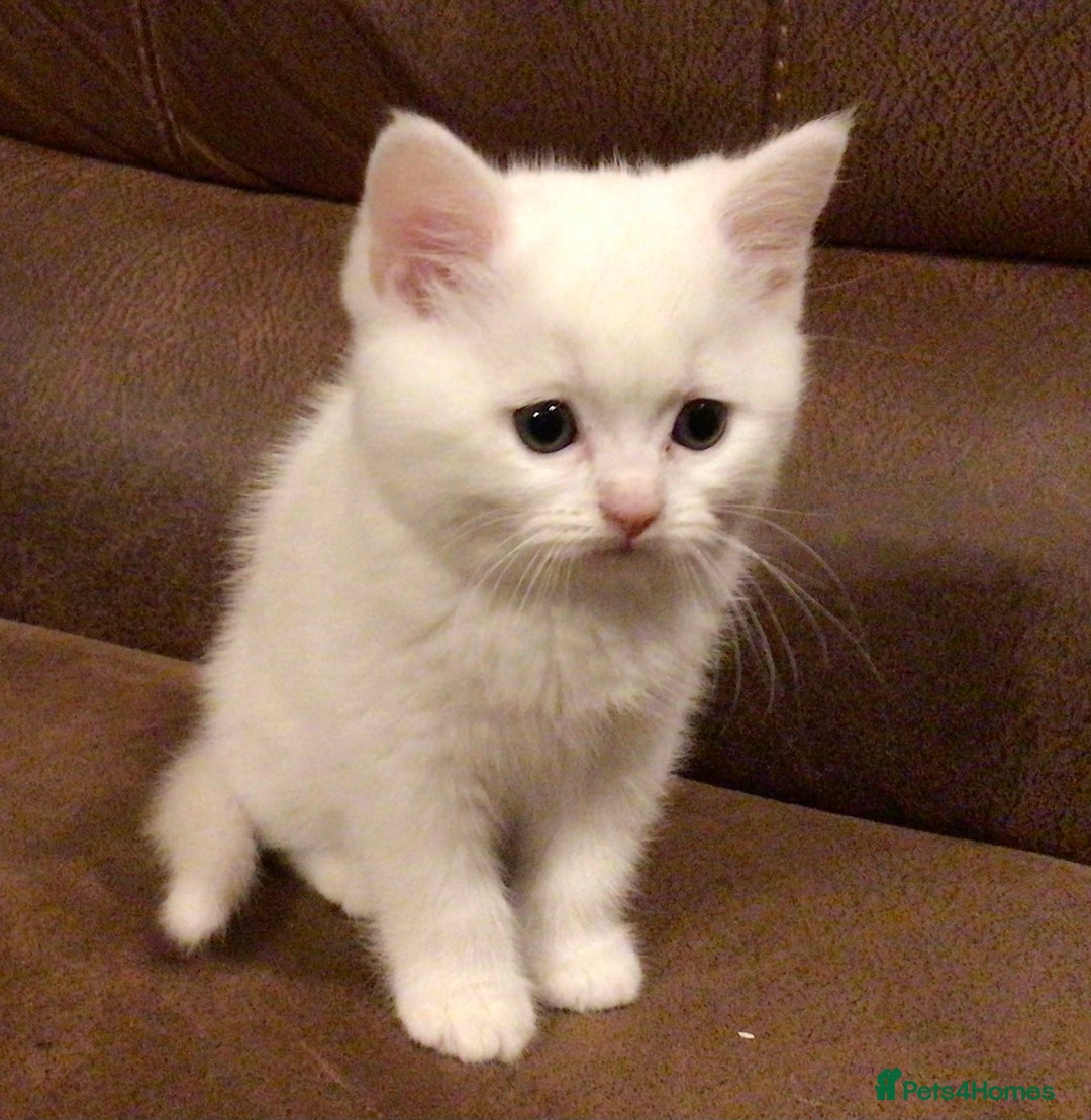 Persian cats for sale: 3 white half Persian kittens, ready soon - Image 11