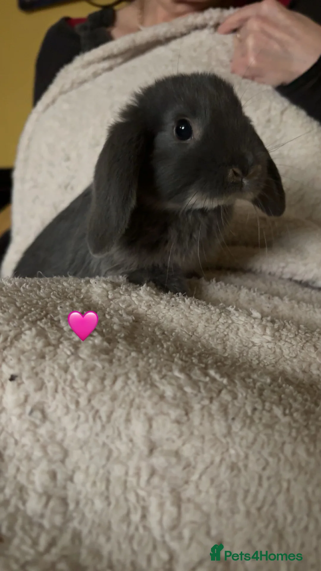 Mixed Breed rabbits for sale: baby rabbits now available - Advert 5