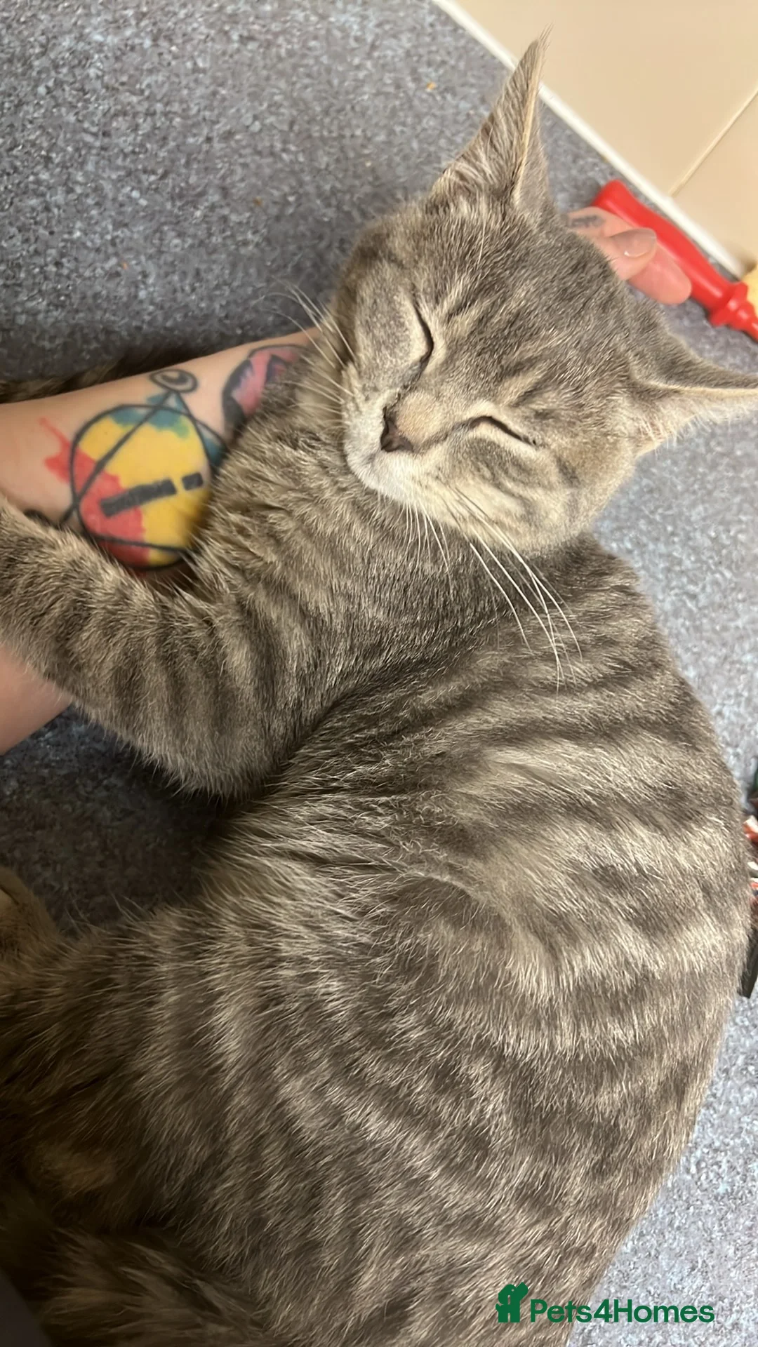 Mixed Breed cats for sale: Maze & Chunk British Blue kittens - Advert 1