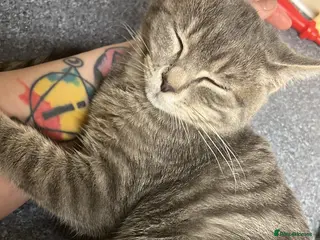 Mixed Breed cats Maze & Chunk British Blue kittens - Advert 1