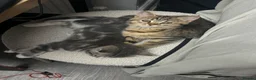 Mixed Breed cats for sale: British short hair/bengal tabby kitten - Advert 2