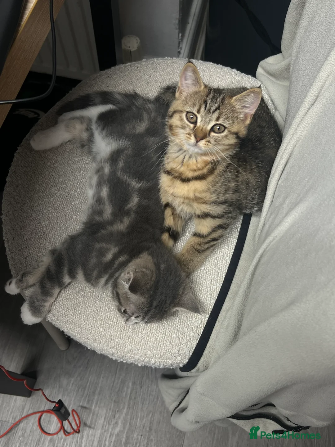 Mixed Breed cats for sale: British short hair/bengal tabby kitten - Advert 2