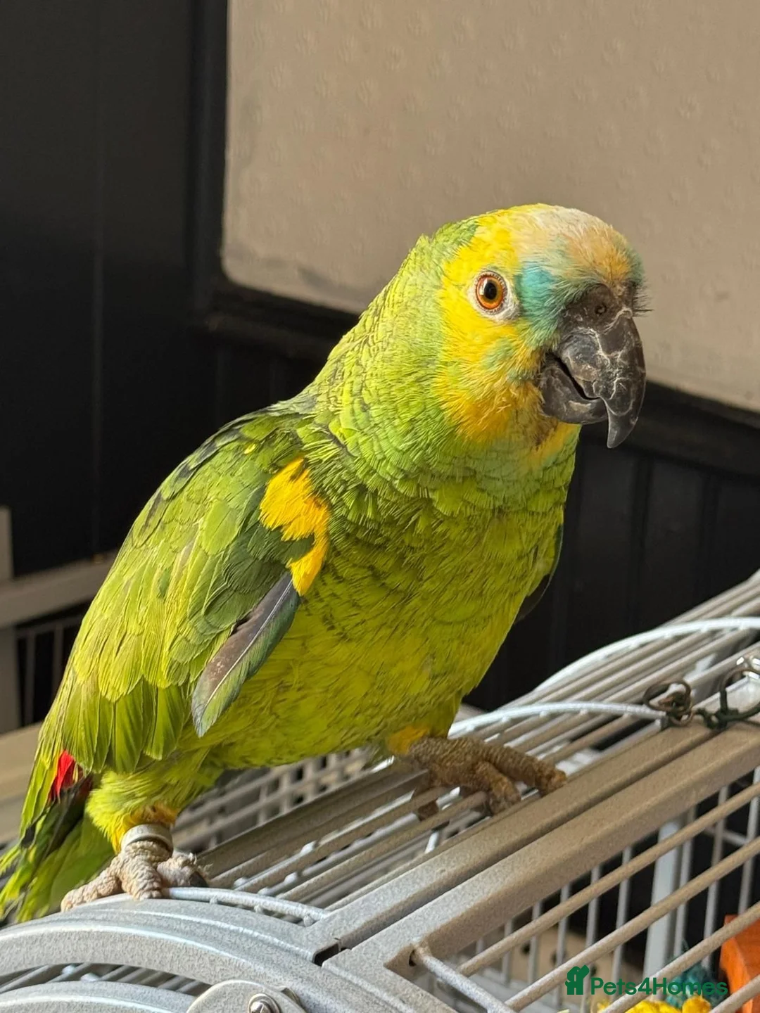 Parakeets birds for sale: Blue Fronted Amazon with Cage - Advert 2