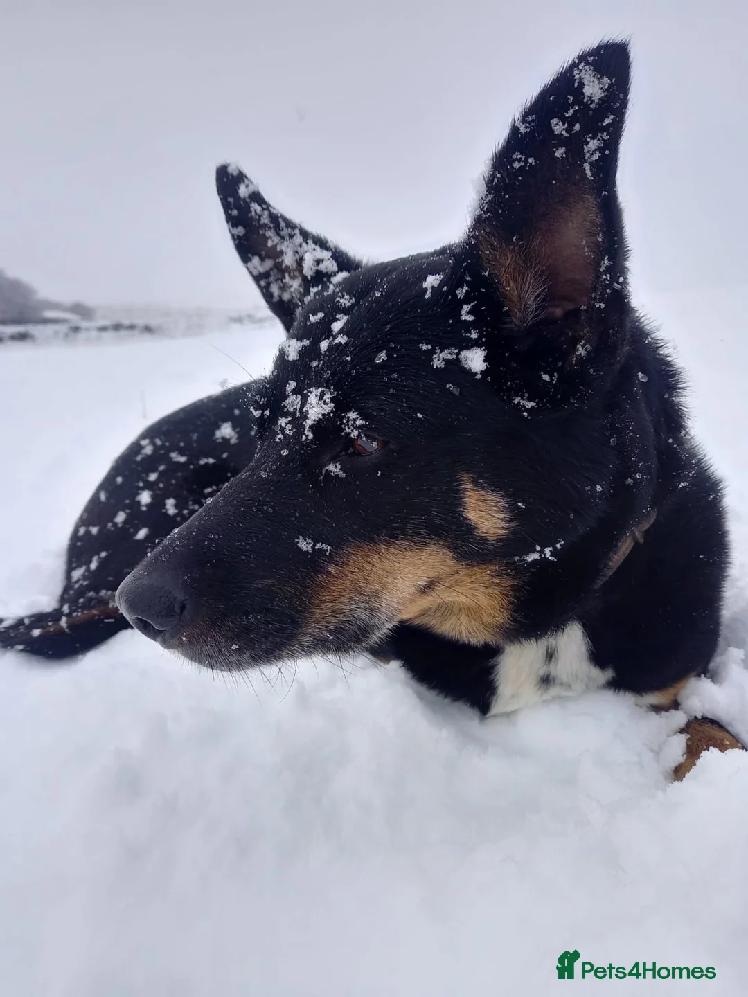 Australian Kelpie dogs for sale: Keplie puppies from working parents - Advert 3