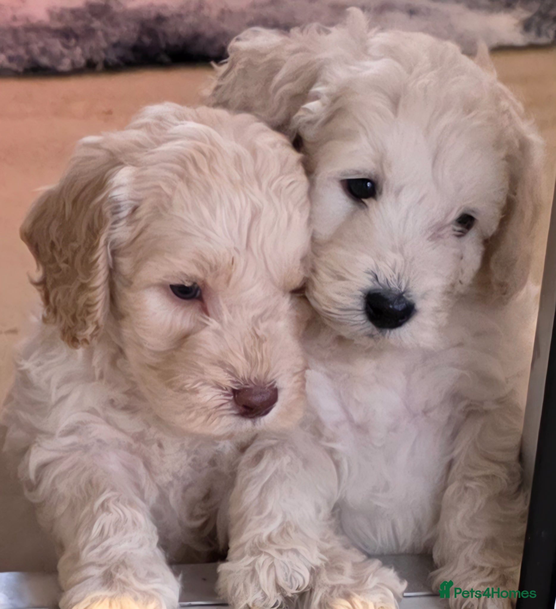 Cockapoo dogs DNA TESTED f1B cockapoo puppy’s - Advert 3