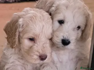 Cockapoo dogs DNA TESTED f1B cockapoo puppy’s - Advert 3