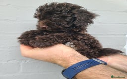 Cavapoo dogs for sale: Waitlist Jan/Feb 26.  F1B Cavapoo. Health Tested  - Advert 11