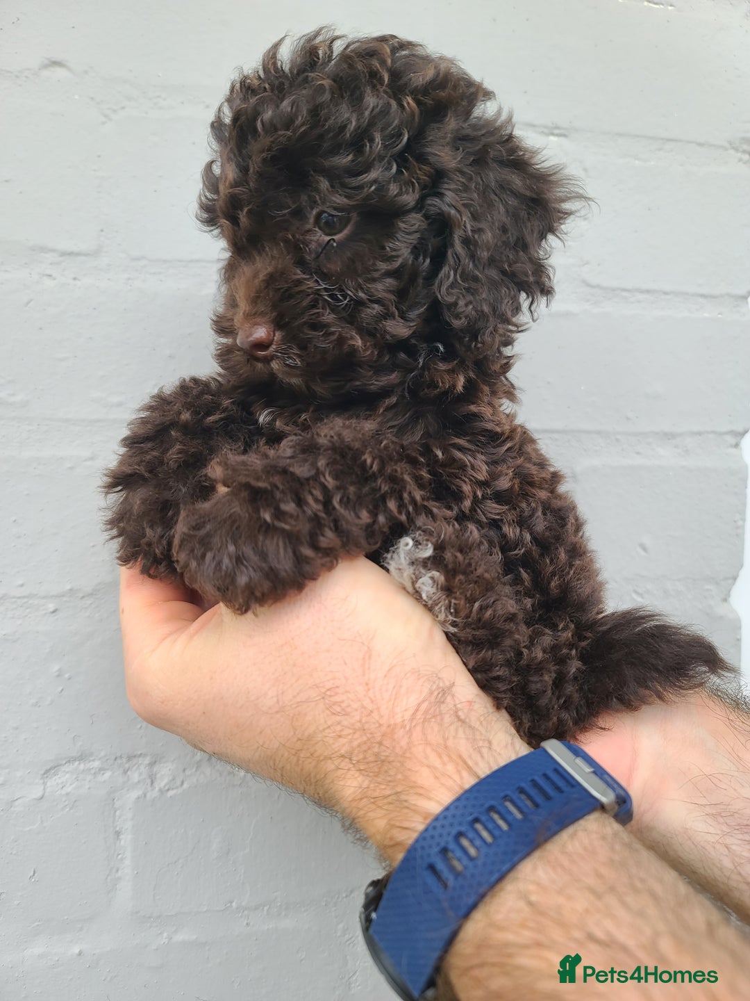 Cavapoo dogs for sale: Waitlist Jan/Feb 26.  F1B Cavapoo. Health Tested  - Advert 11