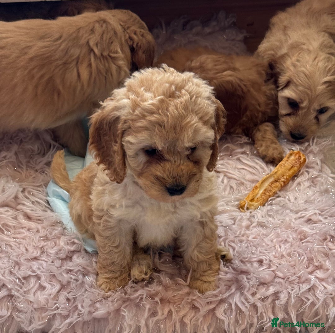 Cockapoo dogs for sale: MINIATURE COCKAPOO PUPPIES RUBYS & GOLDEN  - Image 7