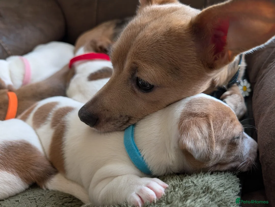 Jack Russell dogs for sale: Jack Russell Puppies, Ready 20th March - Advert 4