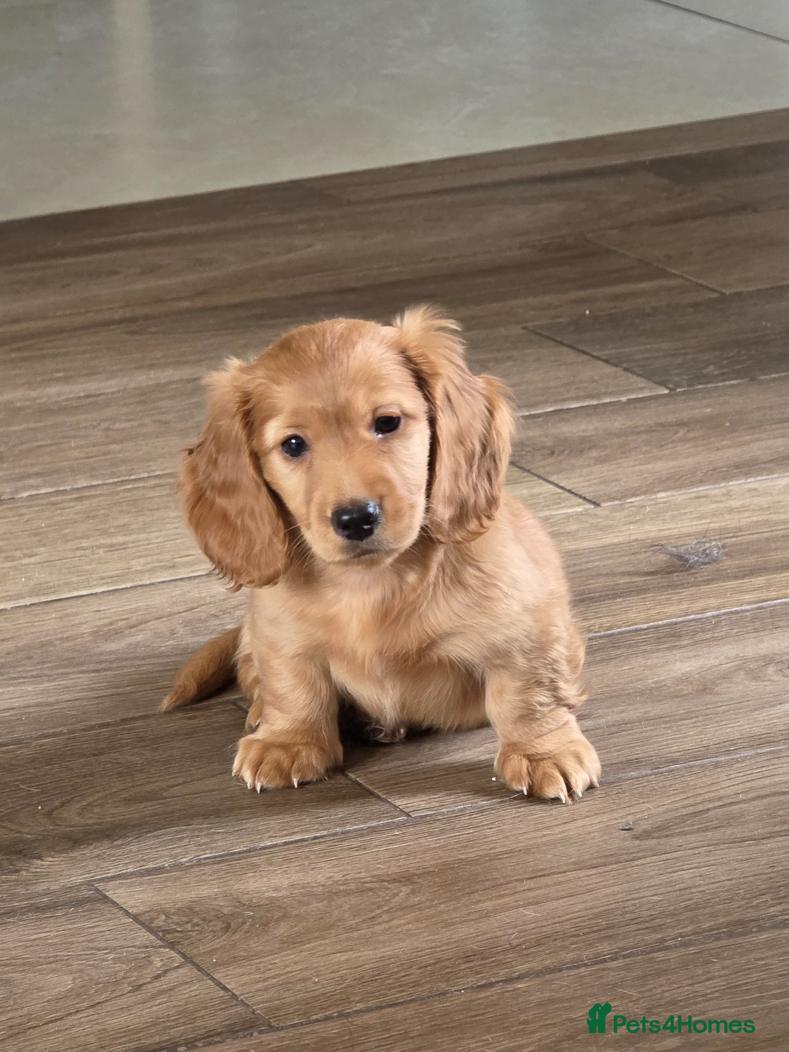 Dachshund dogs Male long haired dashound  - Advert 4