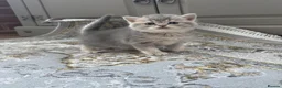Scottish Fold cats for sale: Discount available ❤️Lovely scotish kittens💕💕💕 - Advert 3