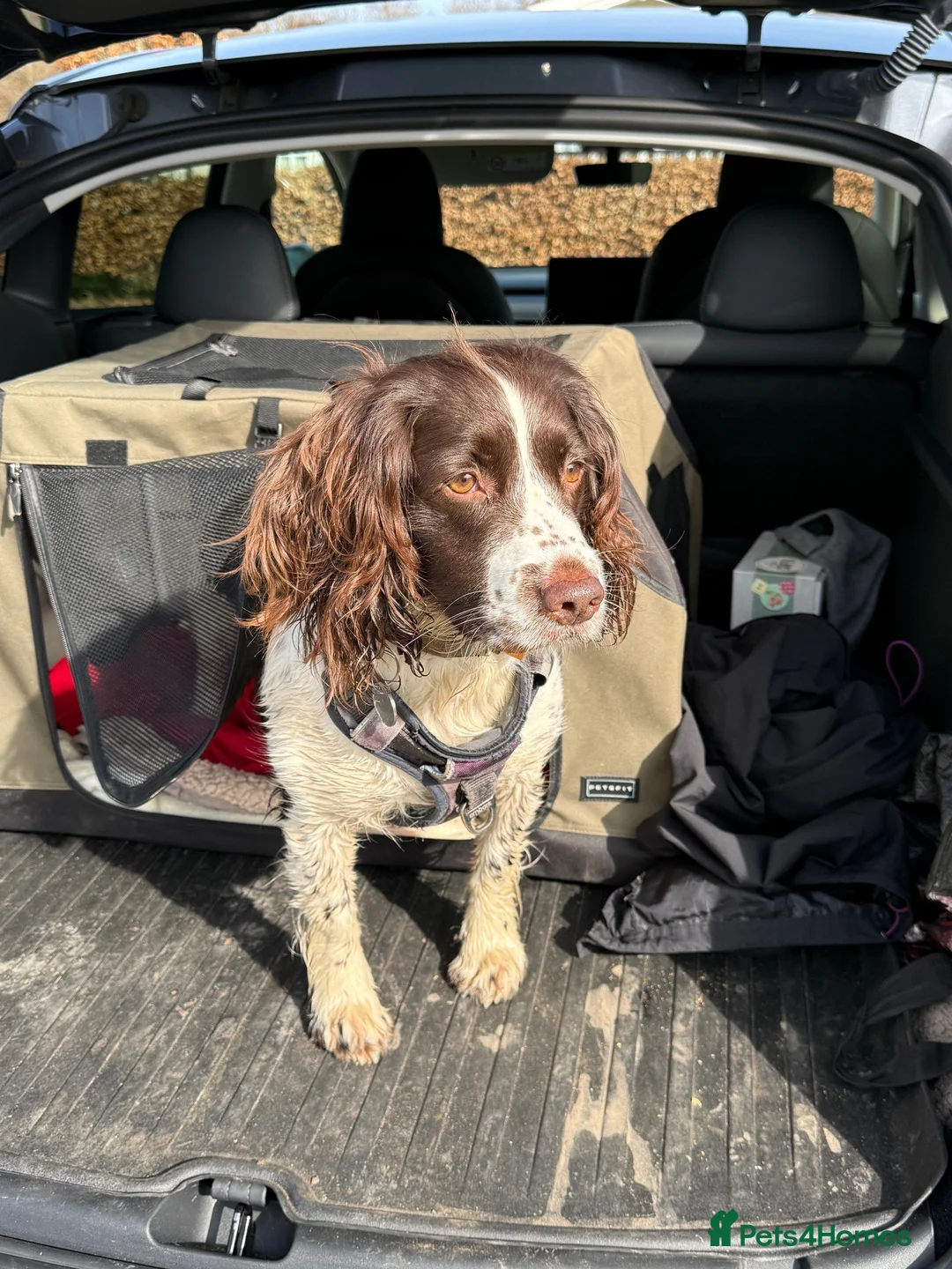 English Springer Spaniel dogs for sale: KC English Springer Spaniel - ALL PUPS RESERVED - Advert 3