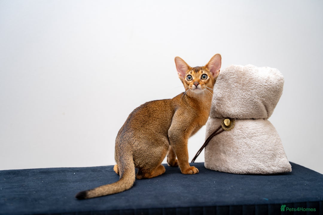 Abyssinian cats for sale: One of the Kind Abyssinian Girl-Champions Pedigree - Image 9