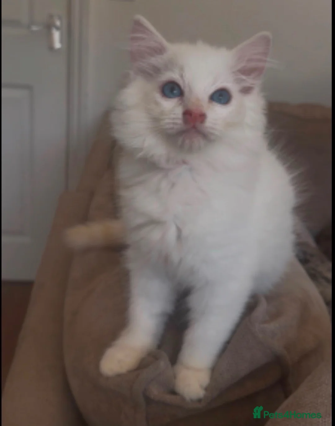 Ragdoll cats for sale: 🌟5 PEDIGREE RAGDOLL KITTENS🌟 - Advert 5