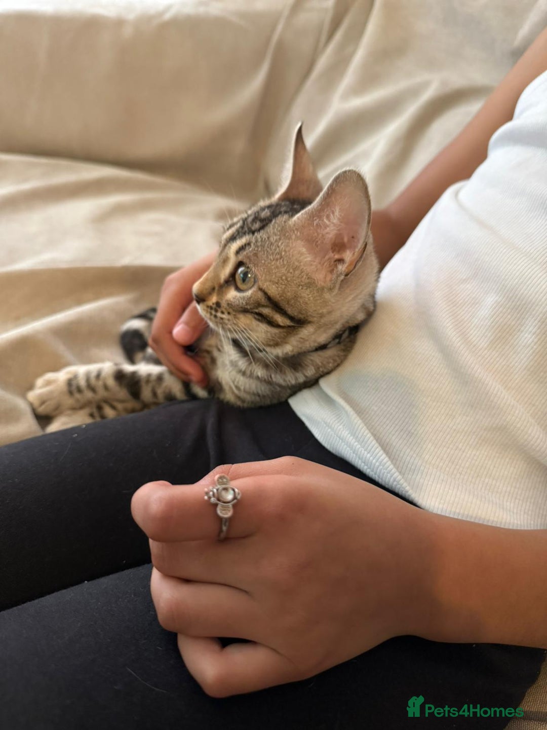Bengal cats for sale: Bengal kitten Full Breed Tica - Image 2