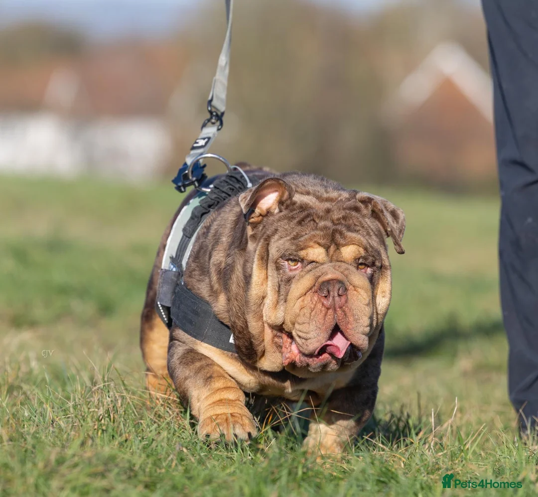 English Bulldog dogs for stud: Mr. Emperor 🍫 - Advert 1