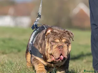 English Bulldog dogs Mr. Emperor 🍫 - Advert 2