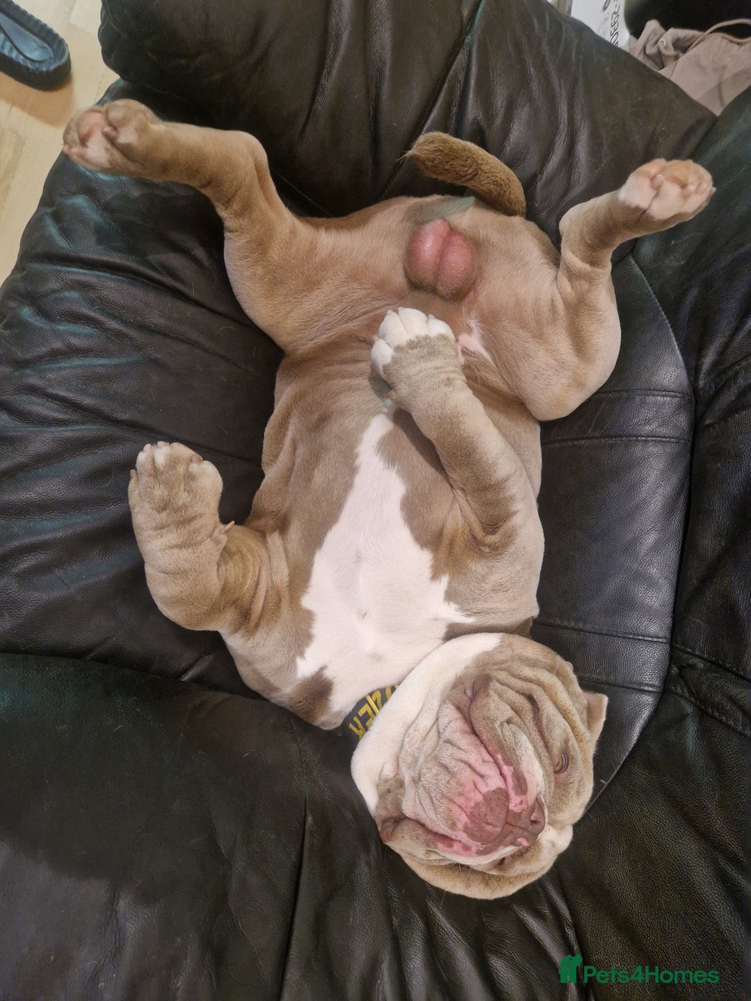 English Bulldog dogs for stud: English bulldog for stud - Image 4