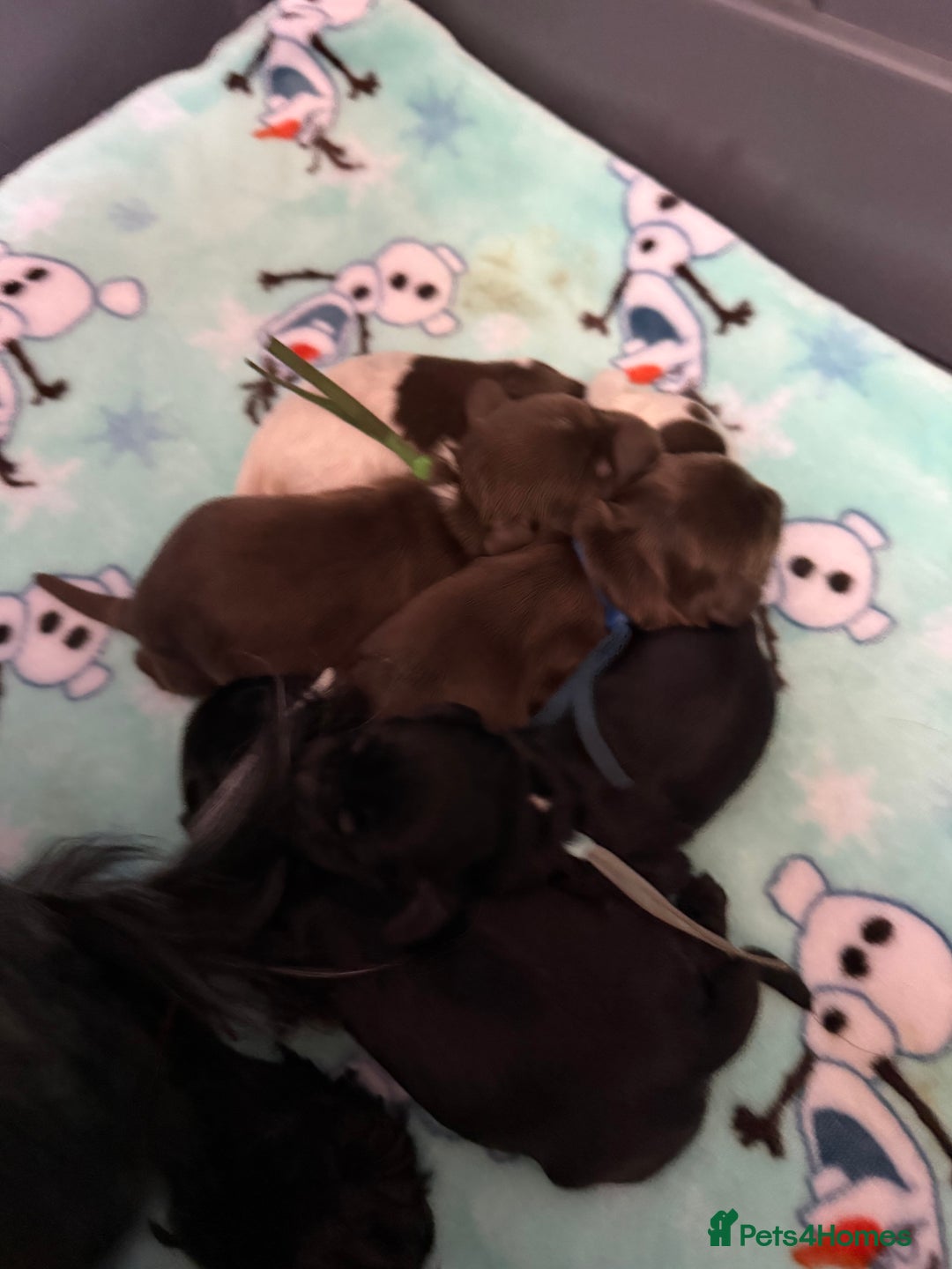 Cocker Spaniel dogs for sale: Show type cocker spaniel pups  - Advert 8