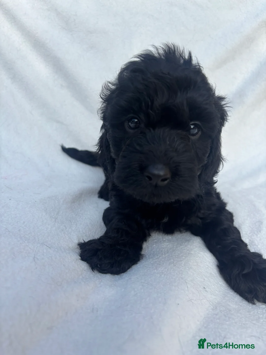 Cockapoo dogs for sale: Cockapoo puppies F1B - Advert 25