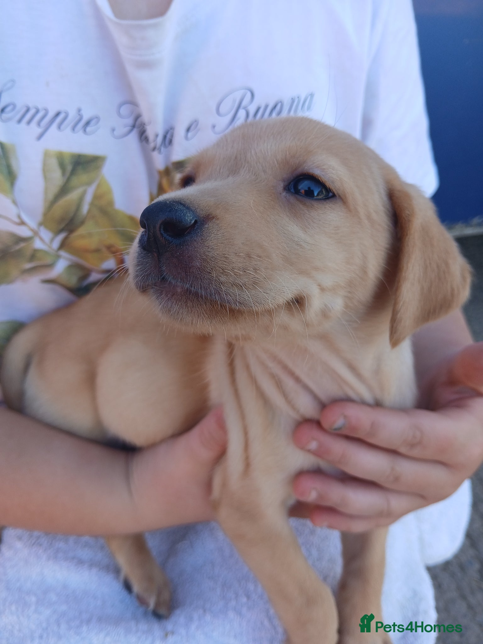 Labrador Retriever dogs for sale: Fabulous litter of golden and fox red lab puppies. - Advert 3