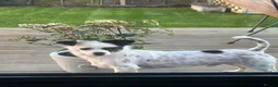 Jack Chi dogs for sale: Beautiful 4-Year-Old Jack Russell x Chihuahua  in Northampton - Advert 3