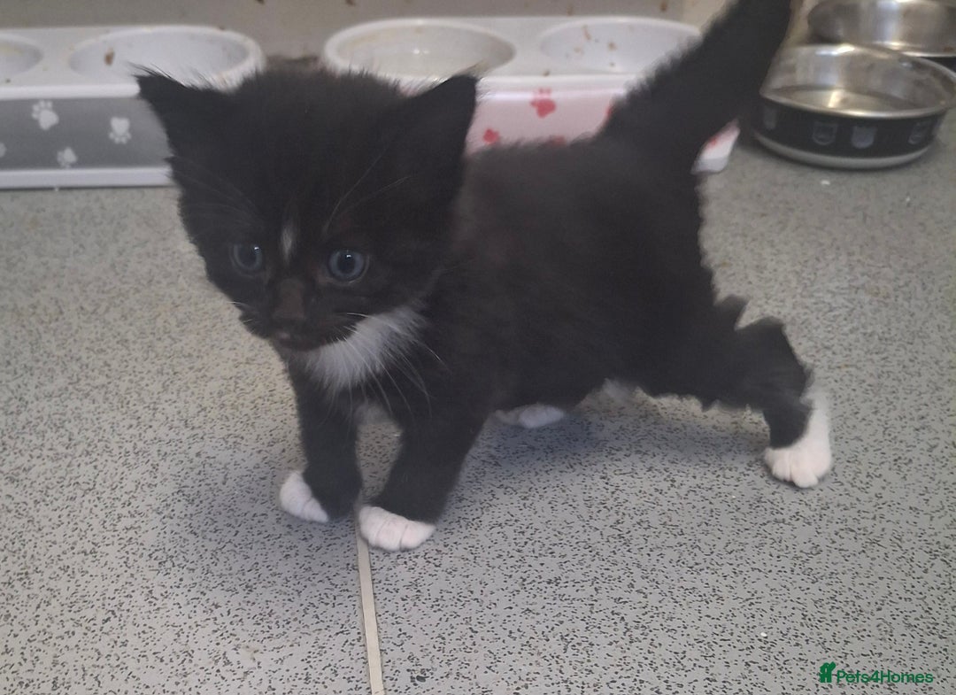 Domestic Shorthair cats for sale: Two beautiful looking male kittens  - Image 5