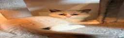 Ragdoll cats for sale: Blue point male ragdoll  - Advert 5