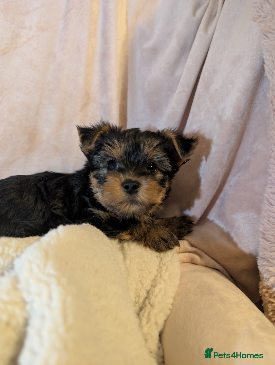 Yorkshire Terrier dogs for sale: Yorkshire Terriers ready for new home  - Advert 15