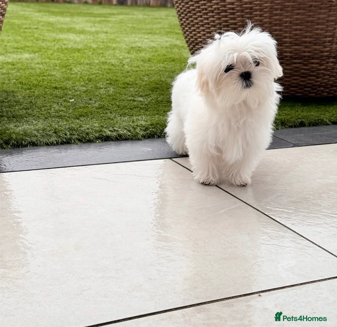 Maltese dogs for sale: 💎Last Boy Full Korean Maltese  Available💎 - Advert 4