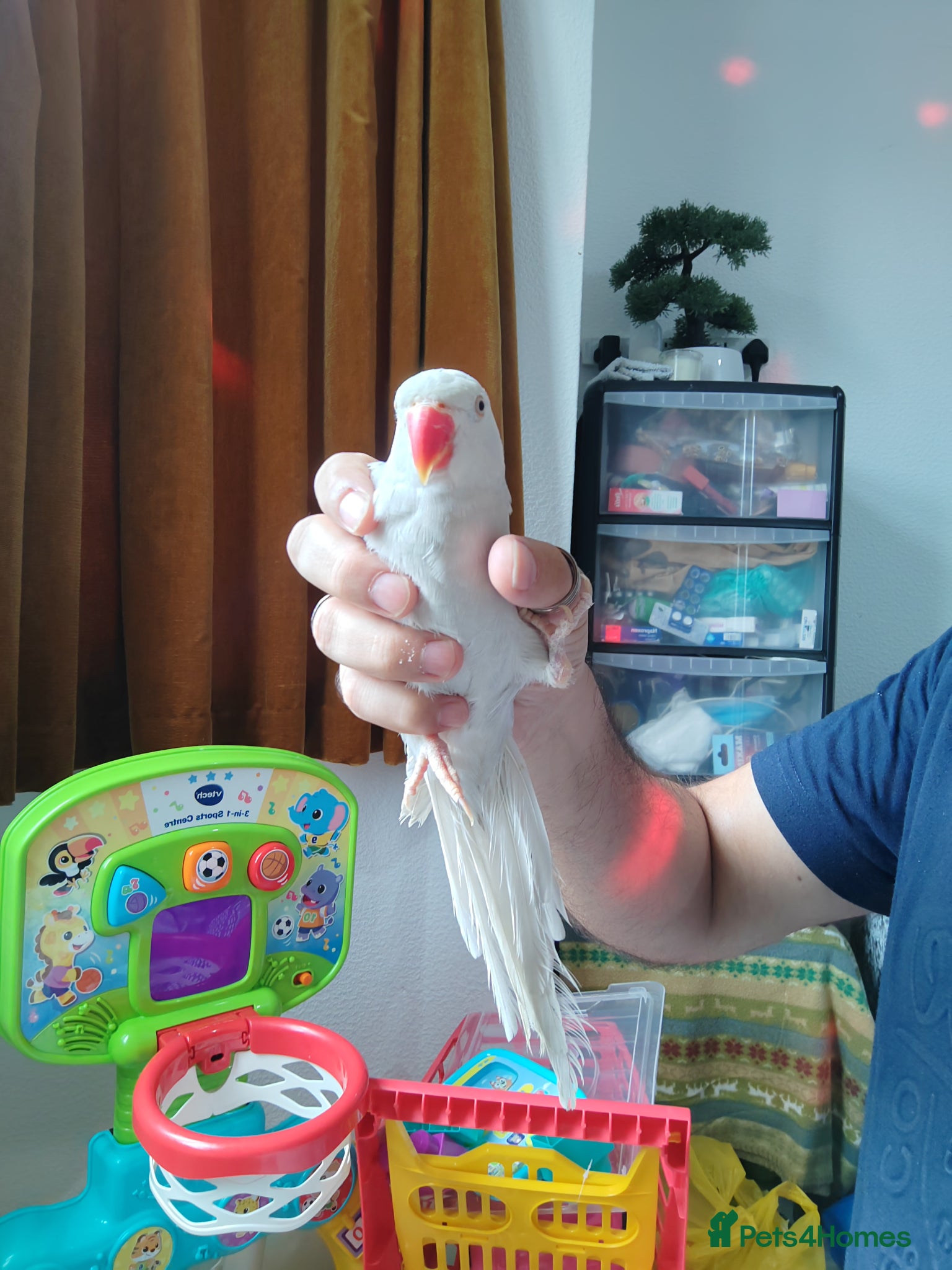 Finches birds Super Hand tamed Ringneck  - Advert 1
