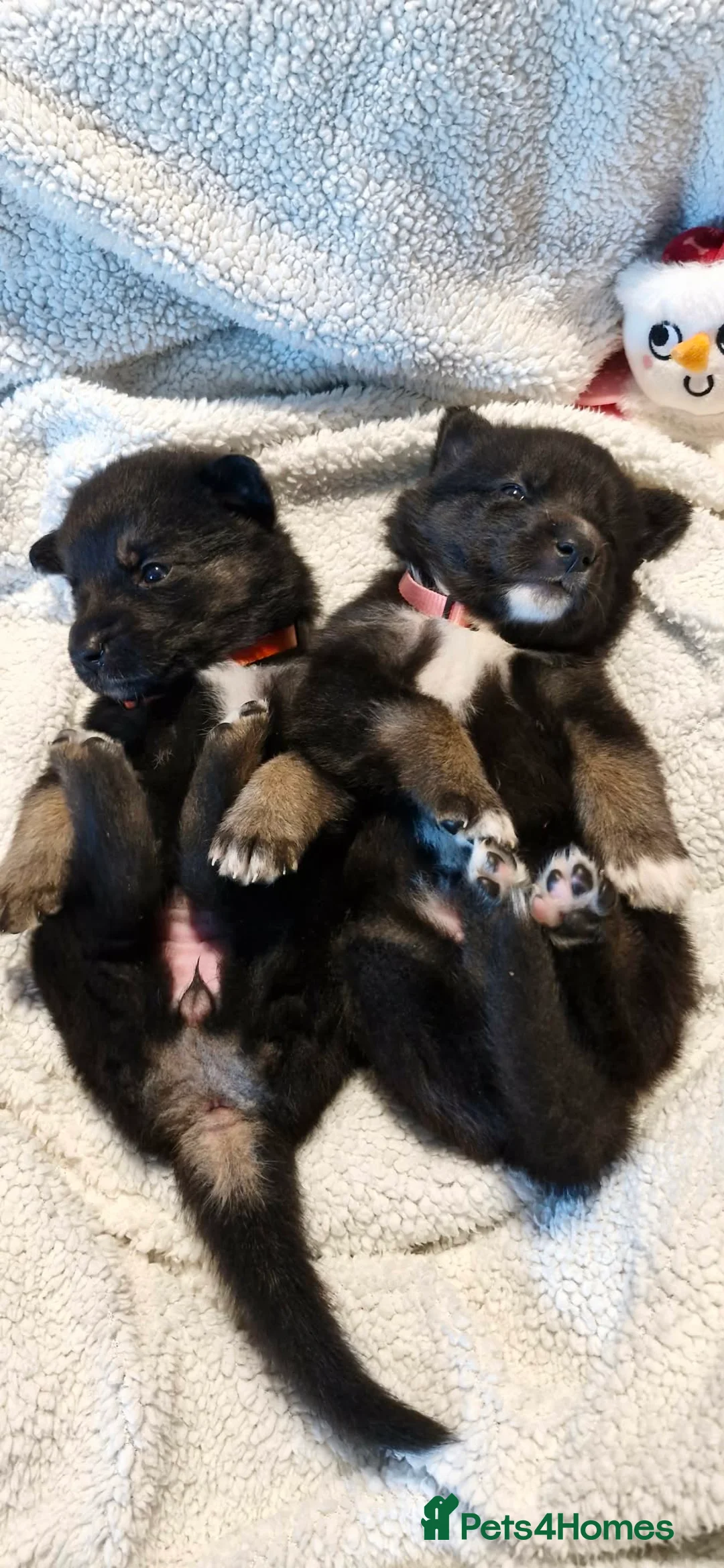 Mixed Breed dogs for sale: German sheperd Malamute  - Advert 24