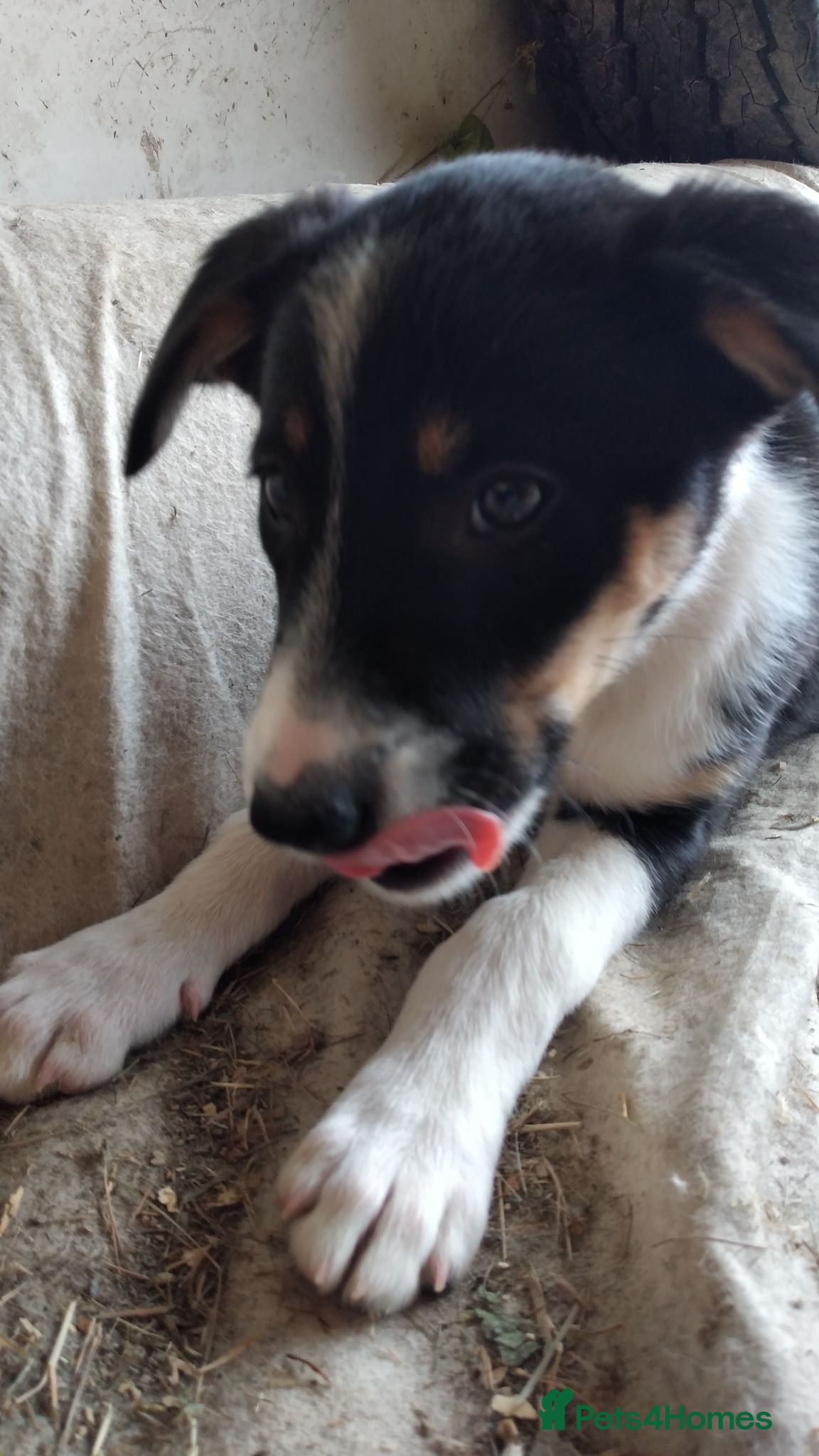 Border Collie dogs Ready *Boy & Girl * Ready - Advert 2