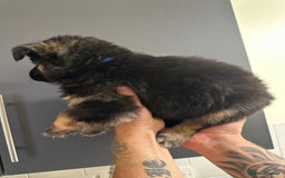 German Shepherd dogs for sale: German shepherd  - Image 27