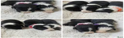 Border Collie dogs for sale: ☀️Stunning Border Collie Puppies☀️ - Advert 3