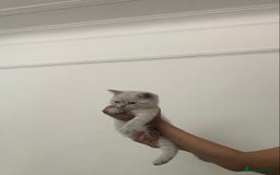 British Shorthair cats for sale: British Shorthair Colourpoint Kittens LAST GIRL - Image 7