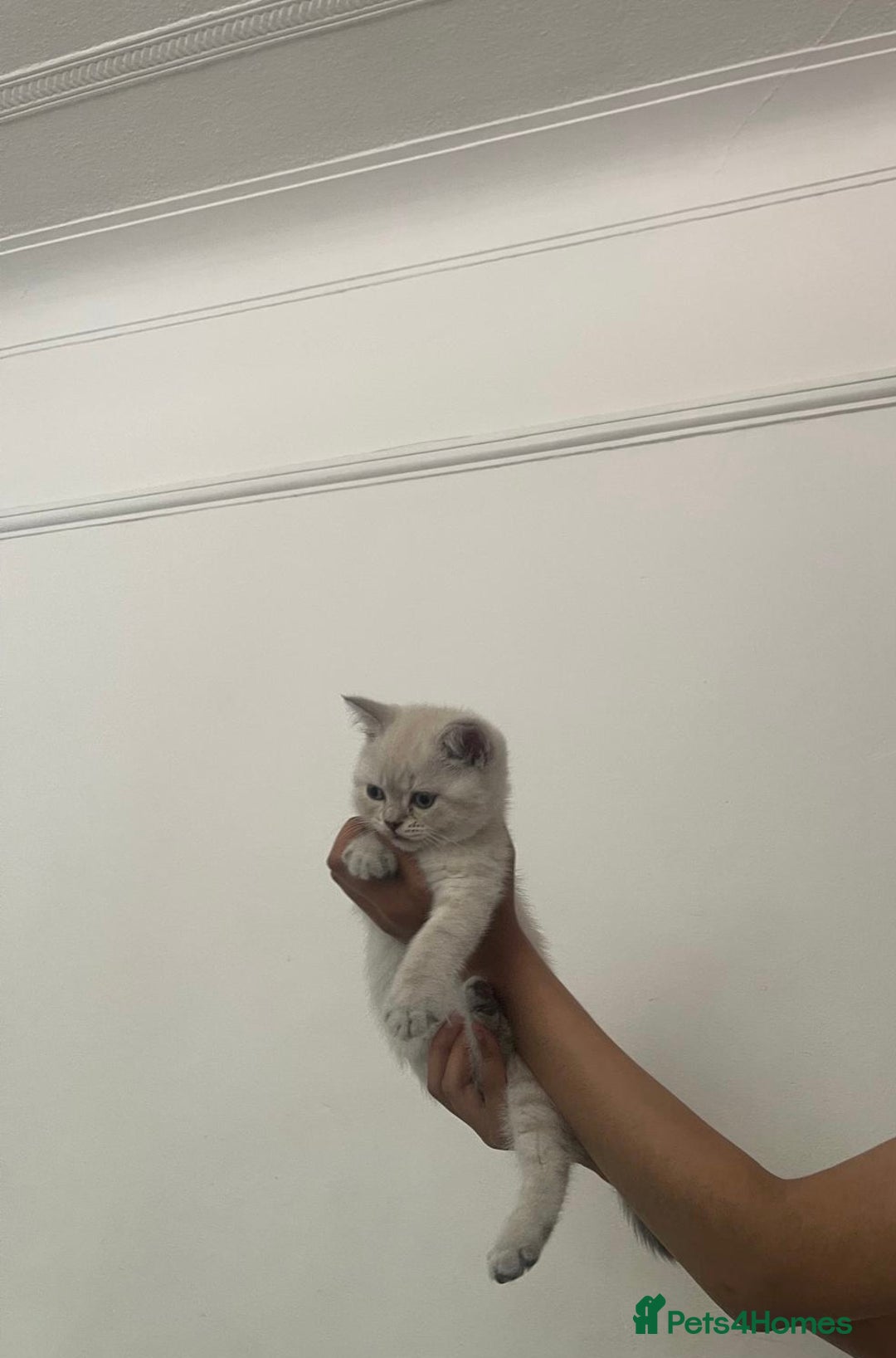 British Shorthair cats for sale: British Shorthair Colourpoint Kittens LAST GIRL - Image 7