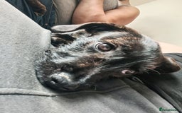 Mixed Breed dogs for sale: Mix breed staffies - Image 4