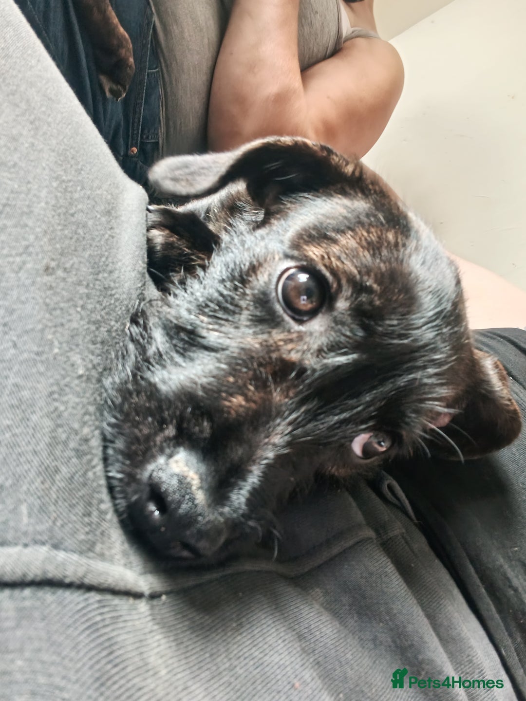 Mixed Breed dogs for sale: Mix breed staffies - Image 4