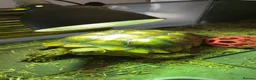 Tortoise reptiles for sale: 6 year old sulcata for sale  - Advert 4